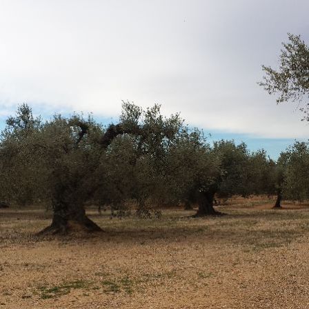 campo de olivos milenarios