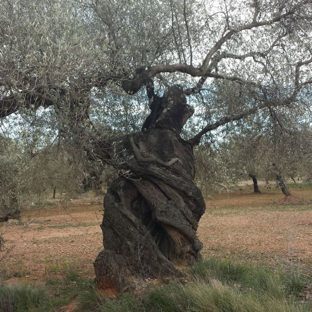 Olivos Milenarios