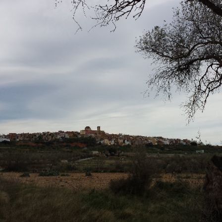 Canet lo Roig y los olivos milenarios